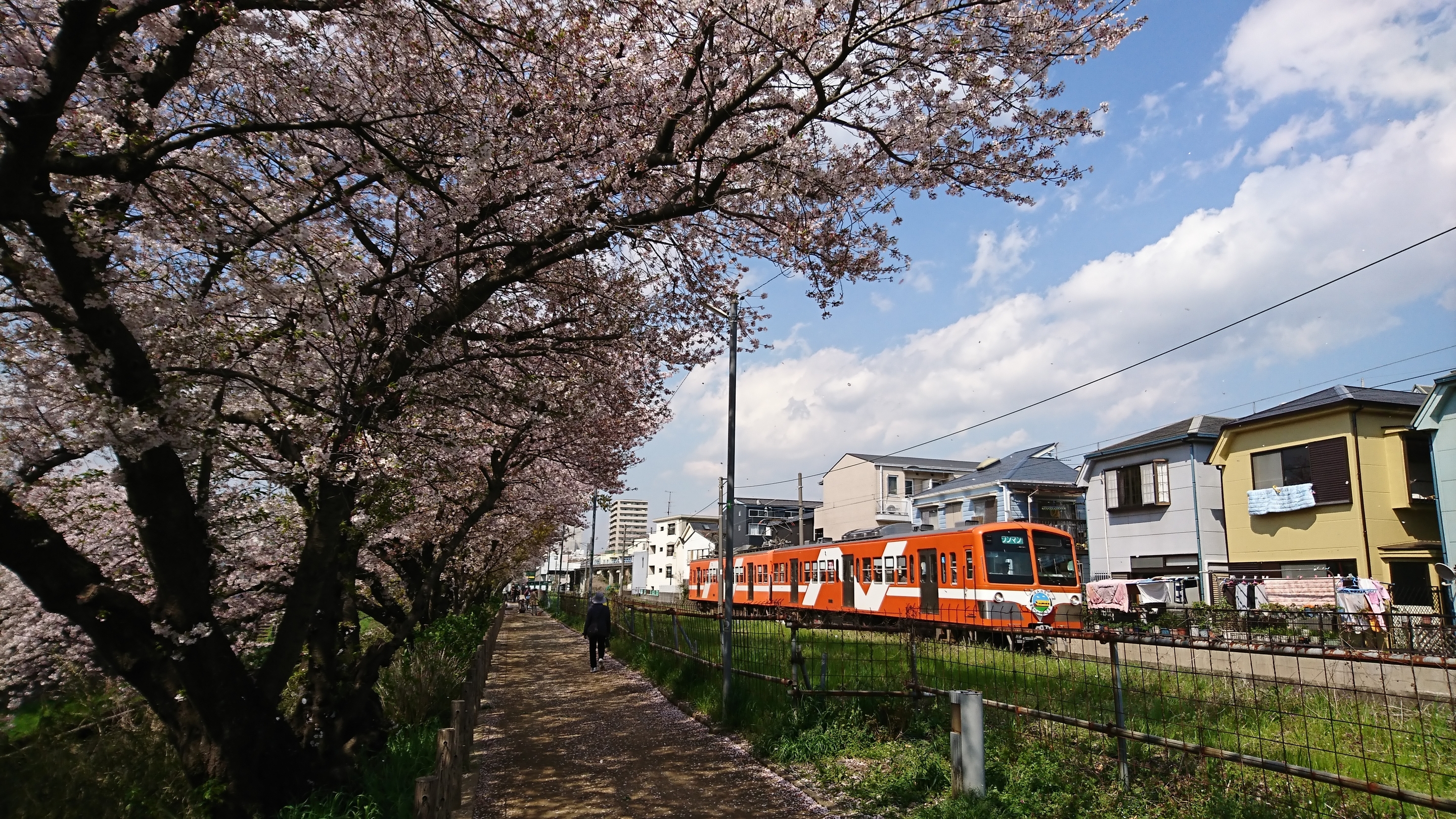 流鉄流山線と桜