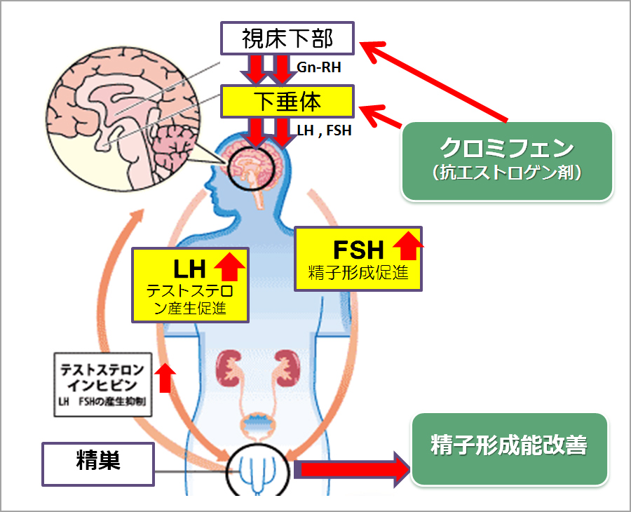 千葉で男性不妊の治療を受けるなら桐友クリニック新松戸